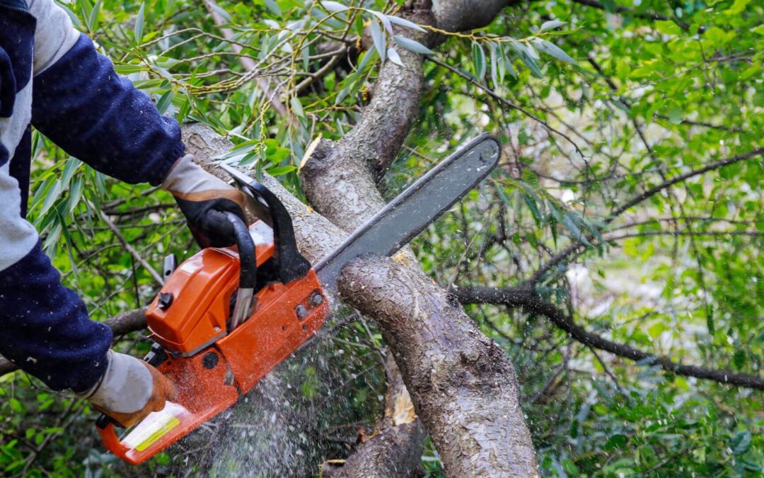 What precautions should be taken when removing a tree?