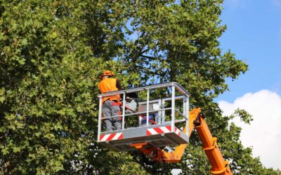 Are there any benefits to having regular tree service?